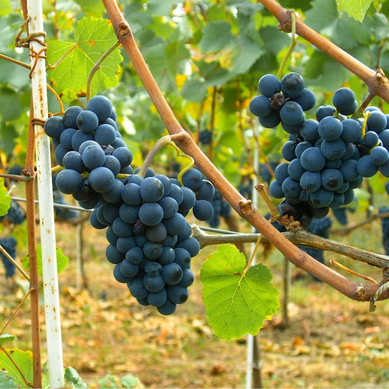 Vinič stolový ´Moldova´