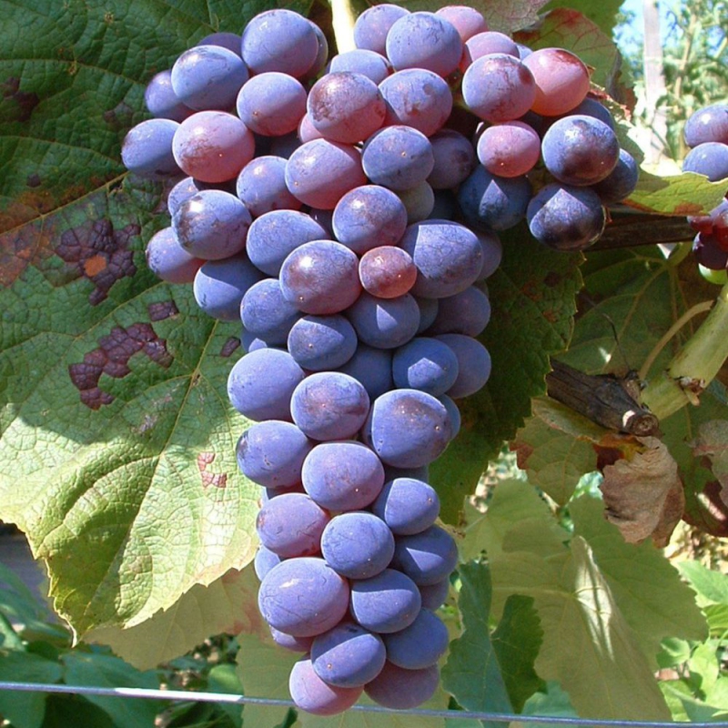 Vinič stolový ´Venus´