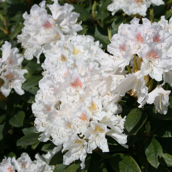 Rododendrón ´Cunninghams White´
