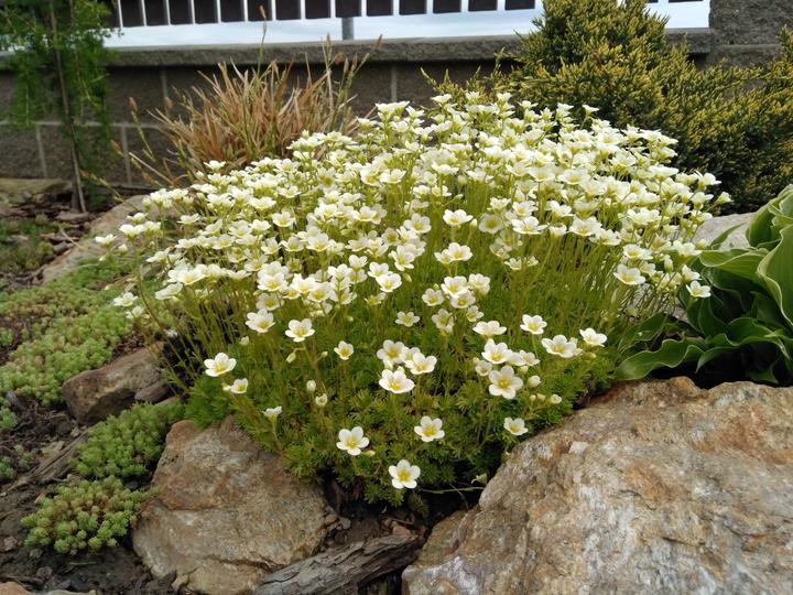 Lomikameň  ’Limerock’