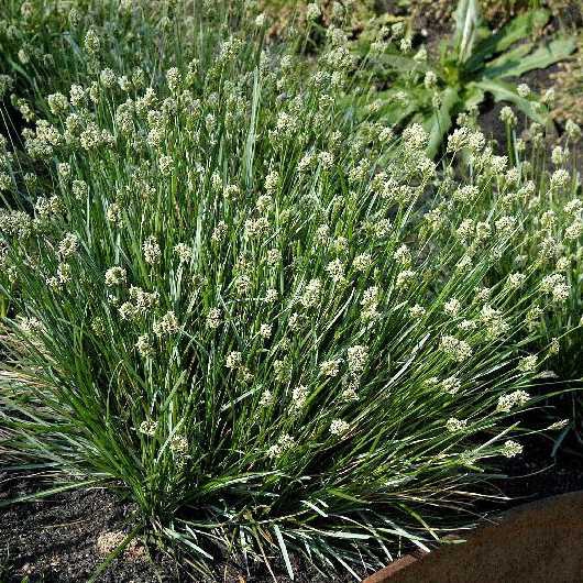 Ostrevka karpatská 2l