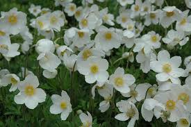 Veternica lesná ´Snow White´