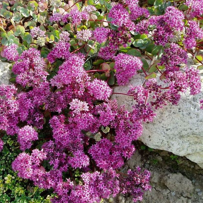 Rozchodník ’Bright Pink’