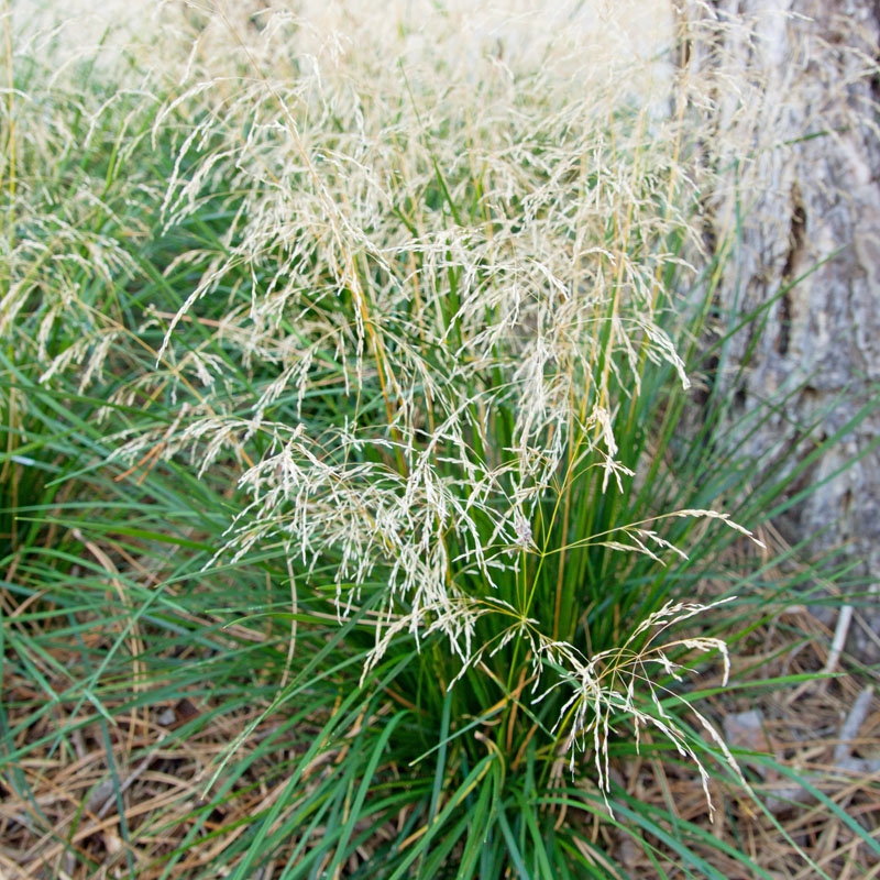 Metlica ’Goldtau’ 2l