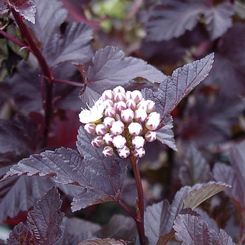 Tavoľa kalinolistá "Red Baron"