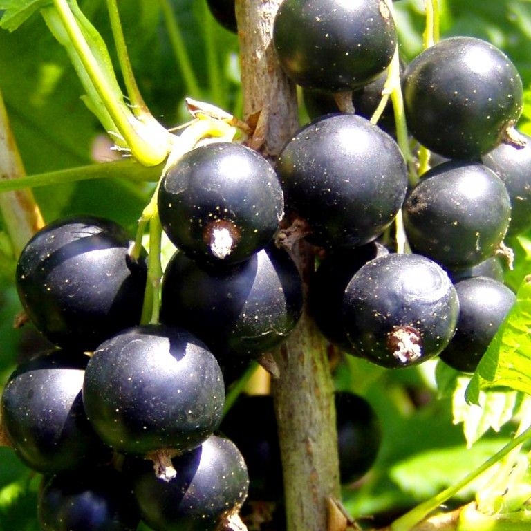 Ríbezľa čierna ´Ojebyn´ stromčeková, voľnok.