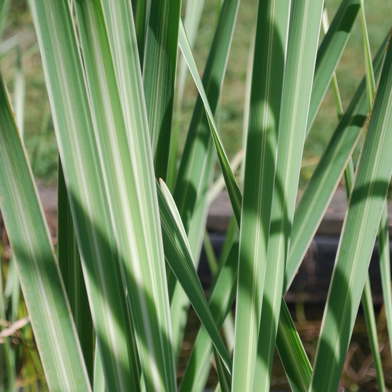 Pálka širokolistá