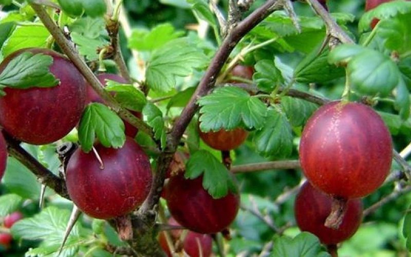 Egreš červený ´Captivator´ KER