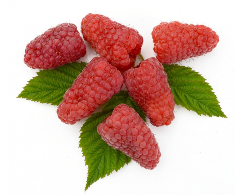 Malina ´Gordost Rosyi´ BEZTŔNNA VEĽKOPLODIACA