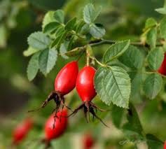 Ruža plodová (šipková)