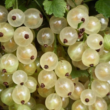 Ríbezľa biela ´Blanka’ KER