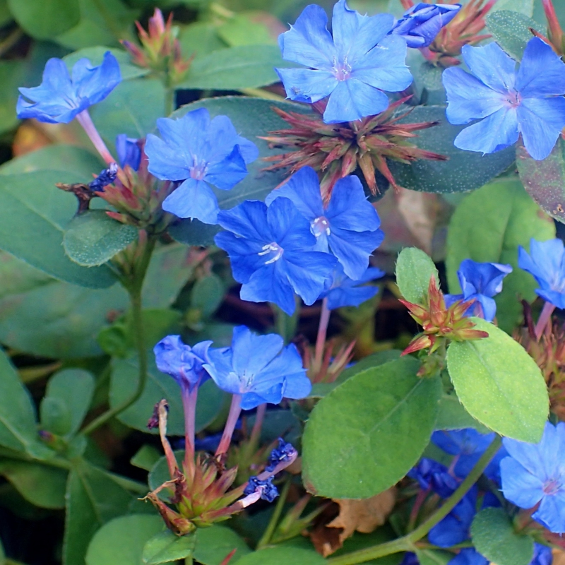 Rohoblizník olovníkovitý