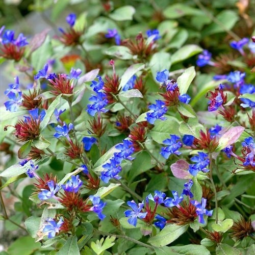 Rohoblizník olovníkovitý