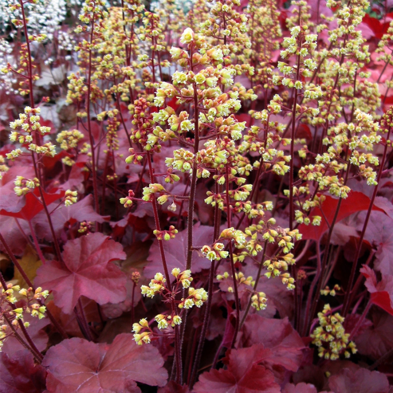 Heuchera Little Cutie ´Blondie´