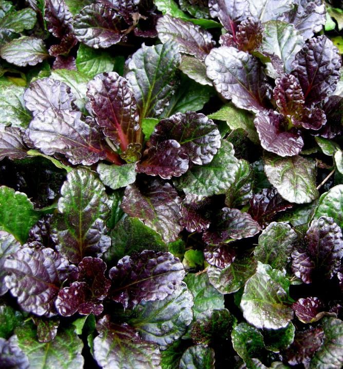 Zbehovec plazivý ´Black Scallop´