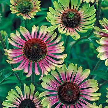 Echinacea ´Green Twister´