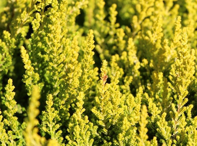 Vres obyčajný ´Zeta´