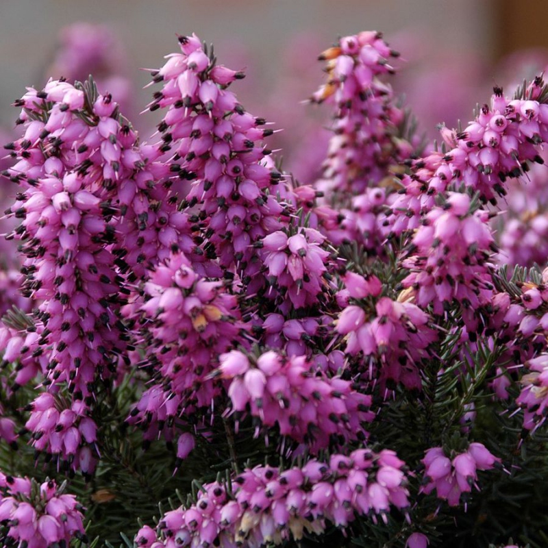 Vresovec pleťový ´Kramer´s Rote´