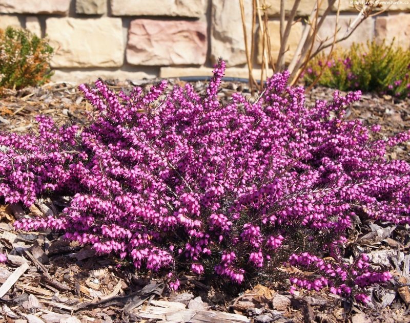 Vresovec pleťový ´Kramer´s Rote´