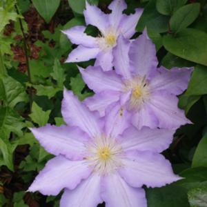 Plamienok ´Thyrislund´