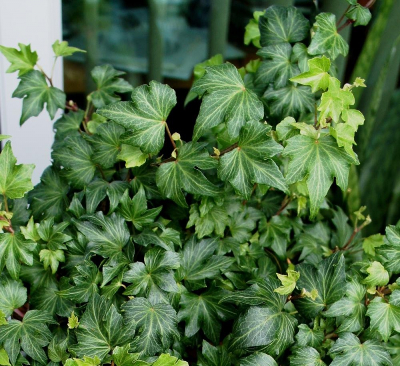 Brečtan popínavý ´Green Ripple´