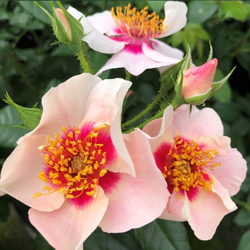 Ruža ´SEE YOU in Red´