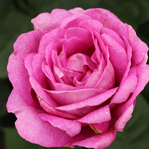 Ruža ´Carmen Würth´