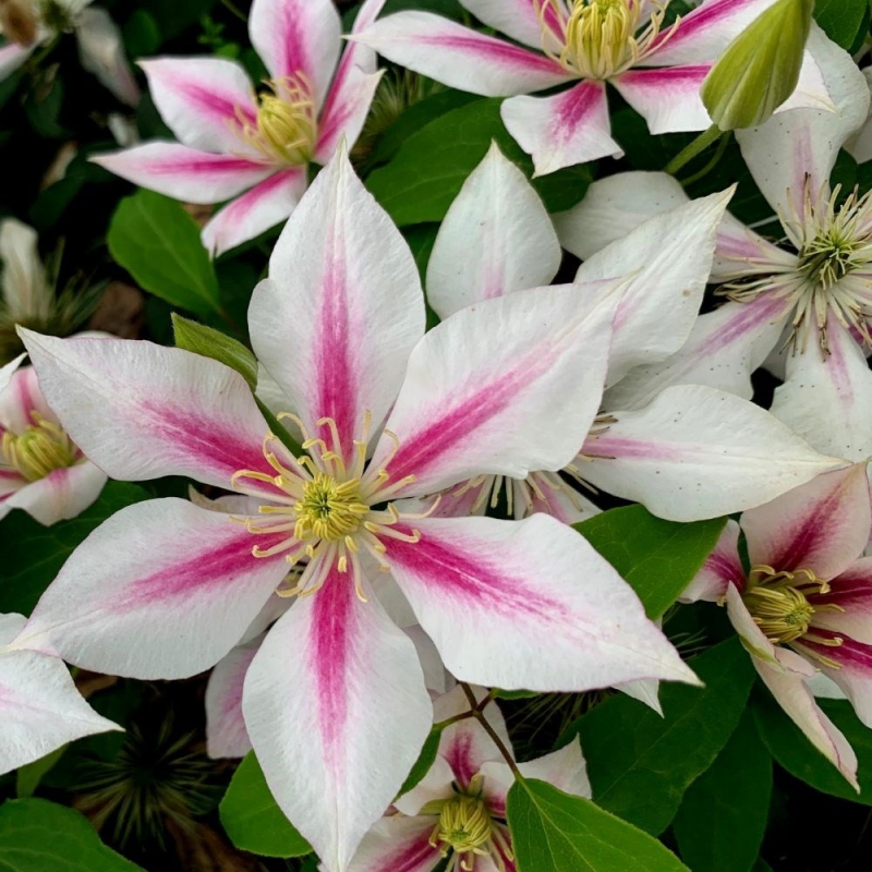 Plamienok ´Andromeda´