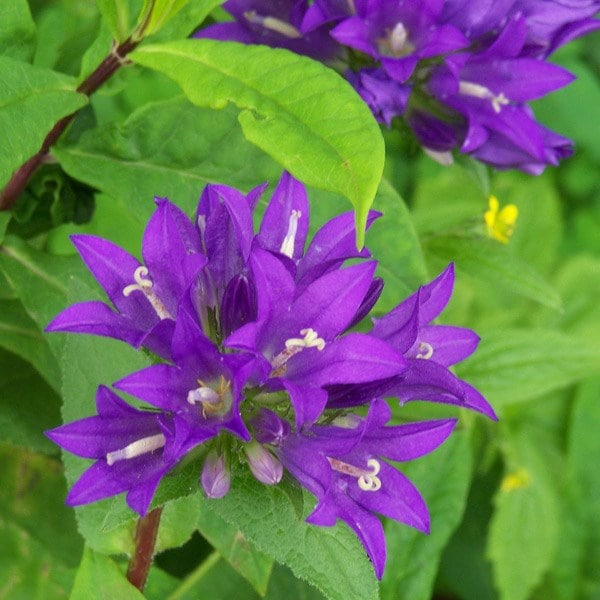 Zvonček klbkatý ’Superba´