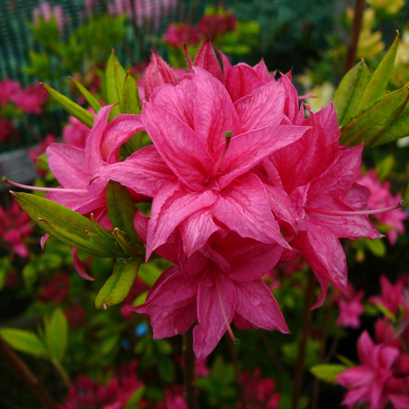 Azalka veľkokvetá "Homebush"