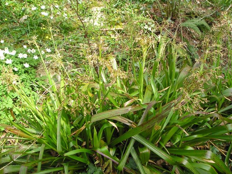 Chlpaňa lesná ´Starmaker´