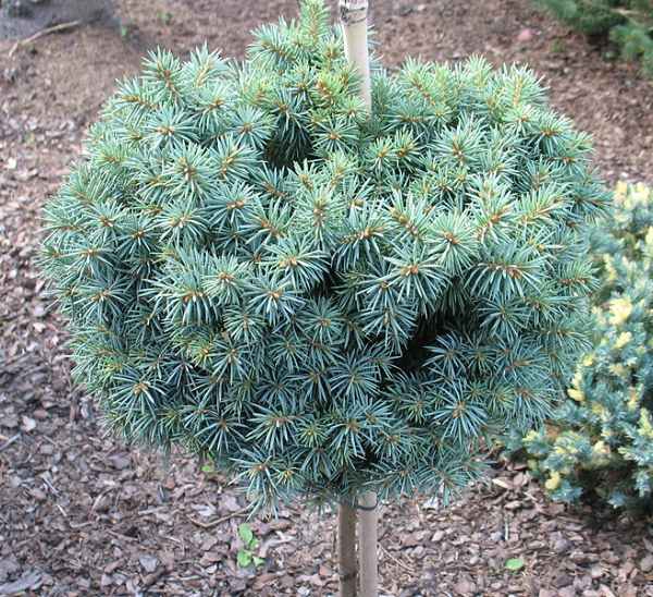 Smrek pichľavý ´Pali´ na kmienku