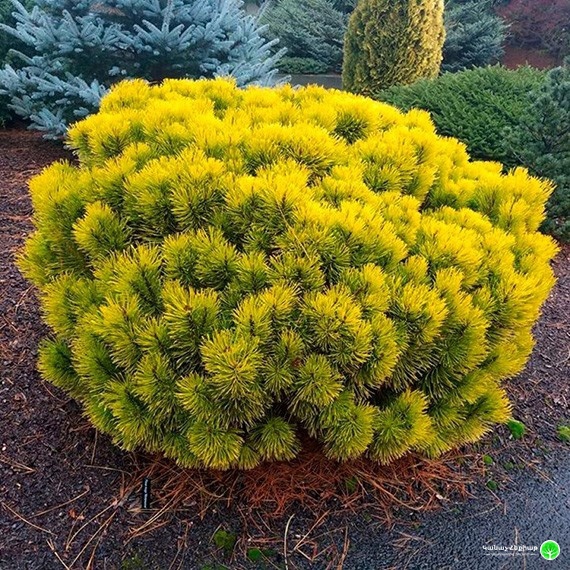 Borovica horská ´Carsten´s Wintergold´