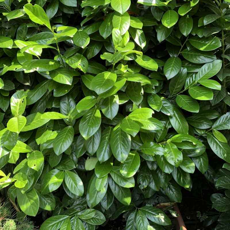 Vavrínovec lekársky ´Novita´ 4L