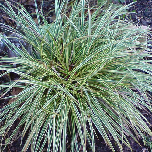 Ostrica ´Variegata´