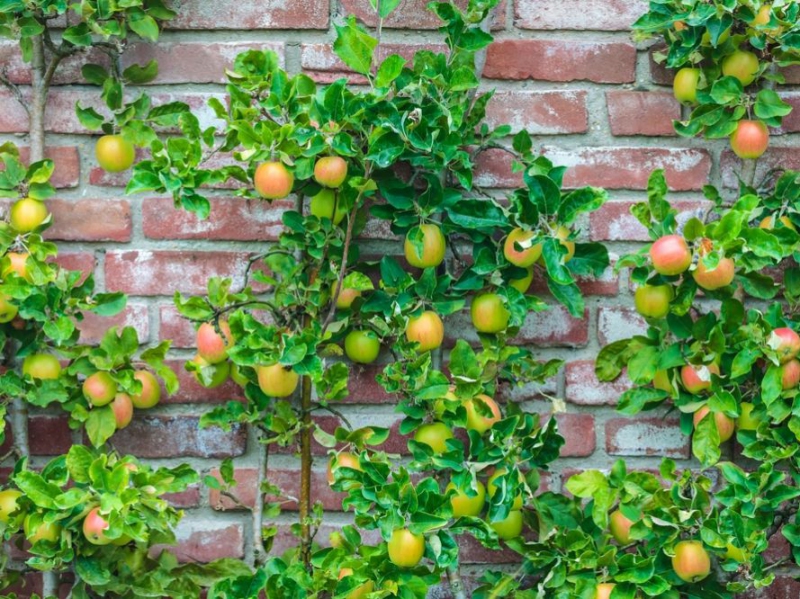 Jabloň stĺpová ´Goldcats´