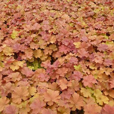 Heuchera hybridná ´Amberosus´