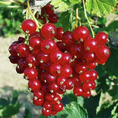 Ríbezľa červená ´Tatran´ ker