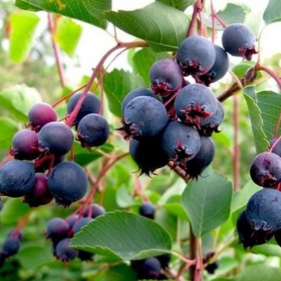 Muchovník  ’Northline’