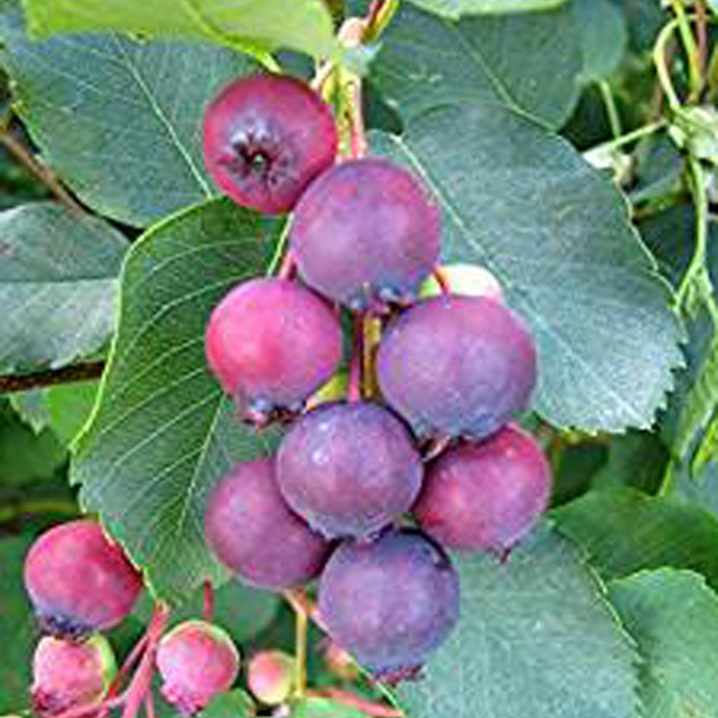 Muchovník  ’Martin’