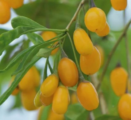 Kustovnica čínska ´Goji Golden´