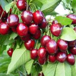 Višňa stĺpovitá ´Tmavá´