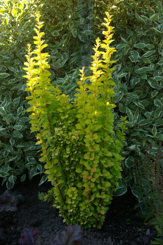 Dráč Thunbergov "Golden Rocket"