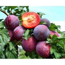 Slivka sibírska ´Kometa´,podp. Myrobalán voľnok.