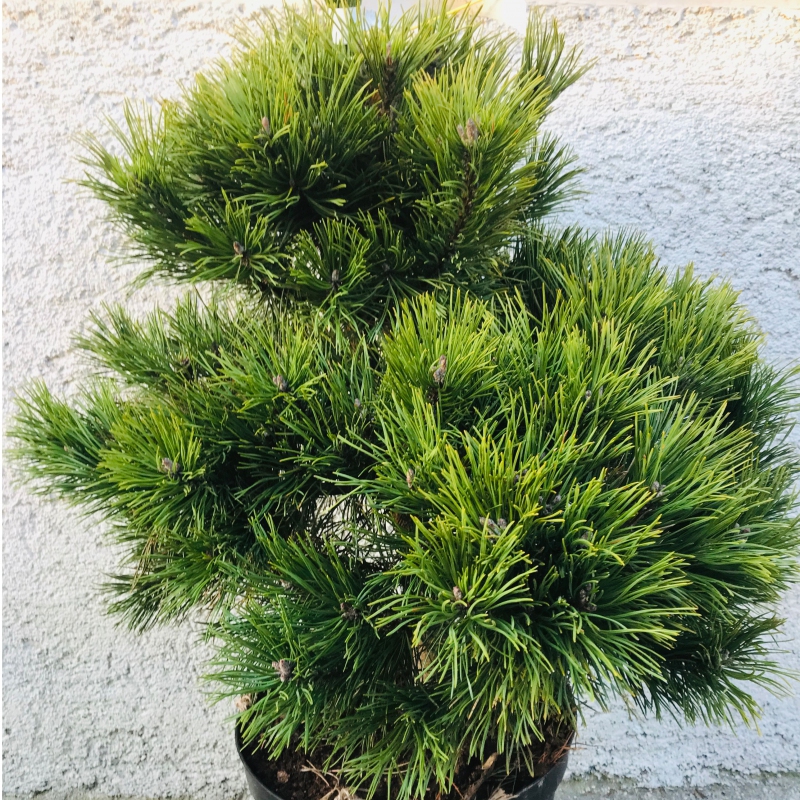 Borovica čierna 60/80cm, kont.