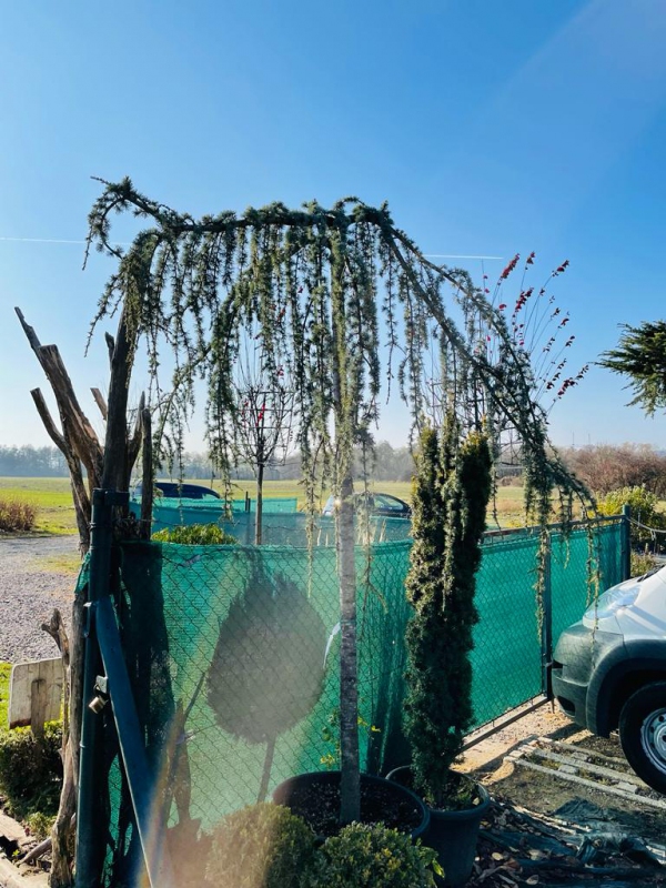 Céder atlantský ´ Glauca Pendula´ 170cm