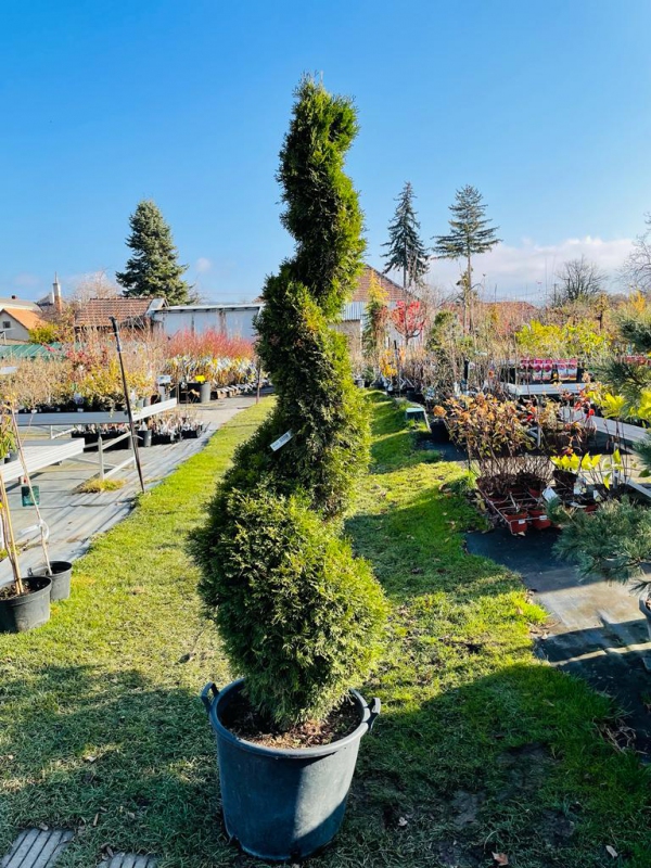 Tuja smaragdová ´Špirála´