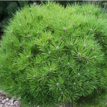 Borovica čierna ´Brepo´ na kmienku 80cm