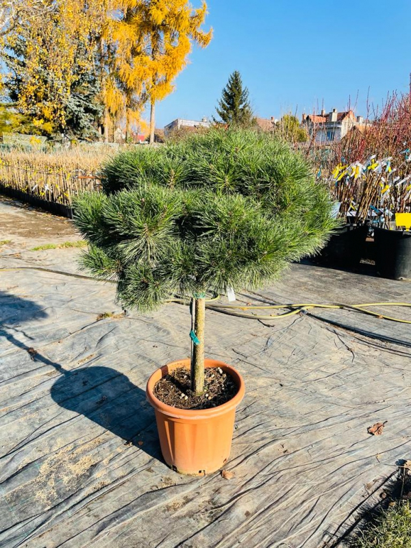 Borovica čierna ´Brepo´ na kmienku 80cm