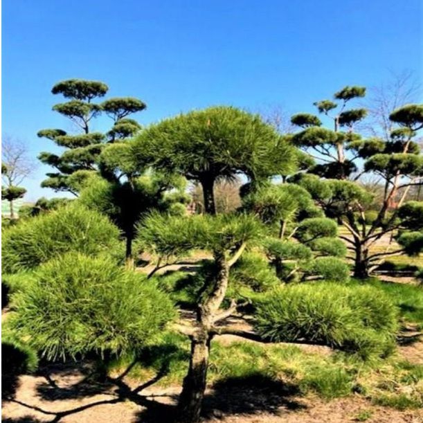 Borovica čierna ´Bonsaj´